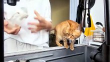#funny_pets_animals_funny