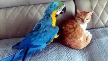 #funny_pets_animals_funny