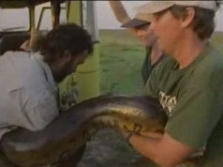 NATIONAL GEOGRAPHIC Anacondas Les Geants Du Venezuela.1