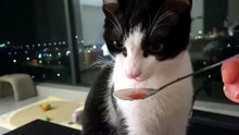 #funny_pets_animals_funny