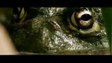 Canibalismo e Força Bruta: O Mundo Sombrio da Rã-Touro 😱🌊