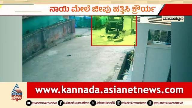 Man Drives Jeep Over Sleeping Stray Dogs in Kodagu, Arrested After CCTV Footage Surfaces