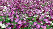 The Power Of Flowers @ How To Grow A Planet 花的力量