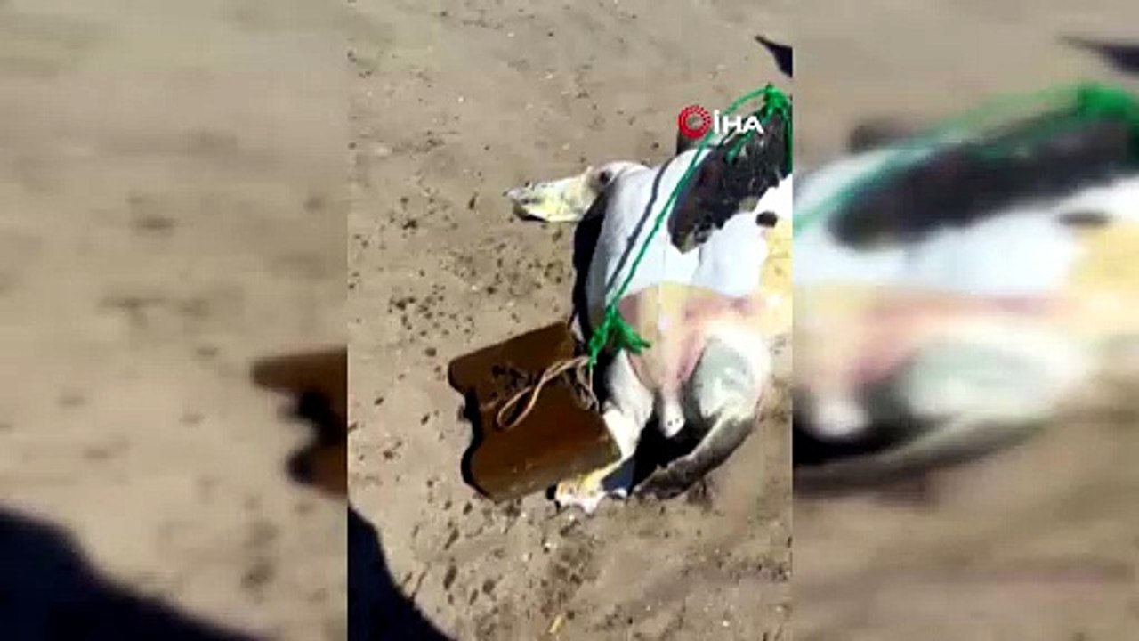 İzmir'de insanlık suçu: Ayağına taş bağlanan Caretta Caretta telef oldu