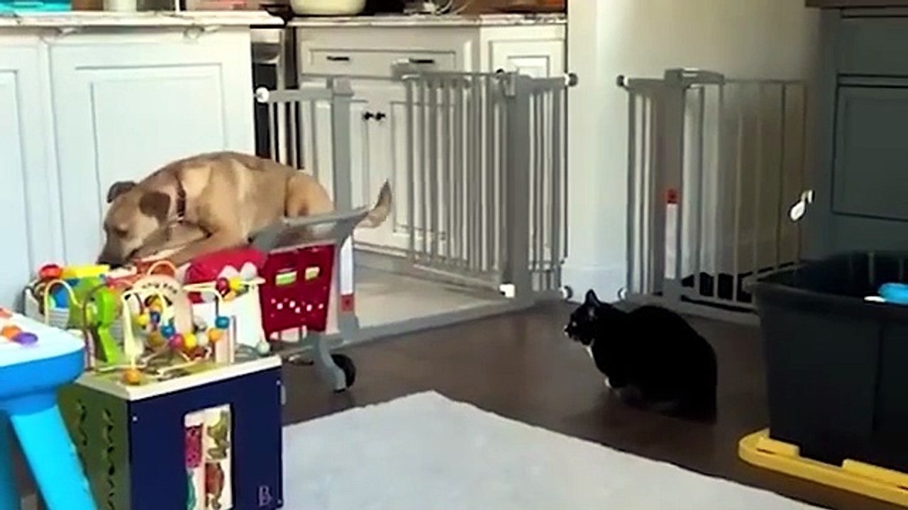 Quand les chatons donnent des ordres aux gros chiens 🤣 Les vidéos de chiens les plus drôles de 2026(When Kittens Boss Around Big Dogs 🤣 Funniest Dog Videos 2026)