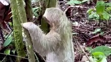 Scientists Can't Explain These Crazy Animal Behaviors! 🐾😱