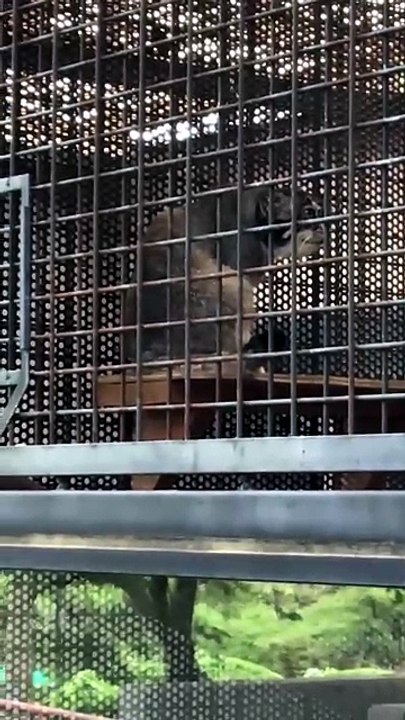 Iris the Manul Grooms Himself