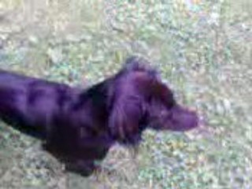 Ma pepette