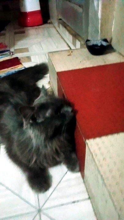 my cute cat nimi😼❤️(+3) #cutecat #cat #catlife