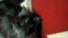 my cute cat nimi😼❤️(+3) #cutecat #cat #catlife