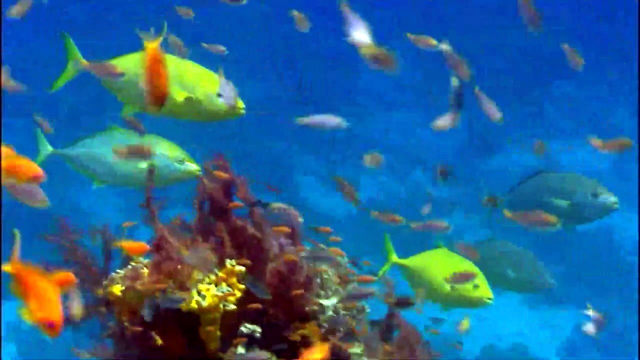 Coral Seas