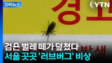 [자막뉴스] 이번 주 최대치 온다...러브버그 떼 출몰 '경고' / YTN
