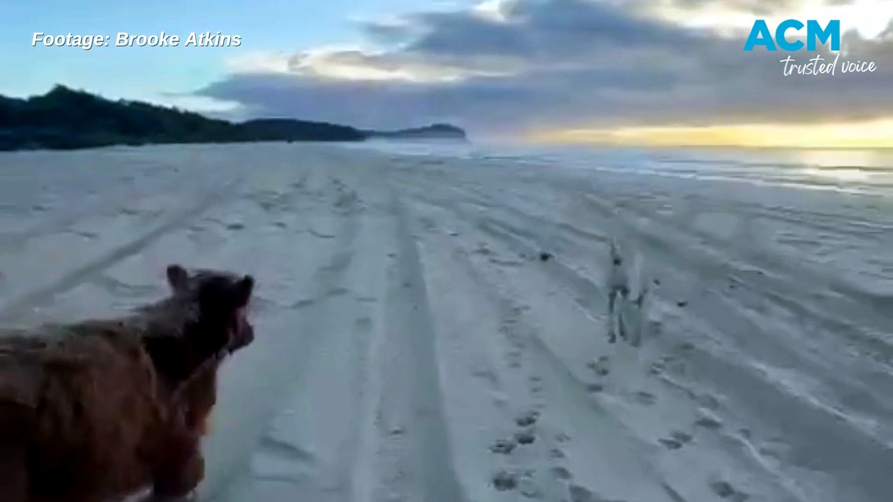 Matilda the cow's first time at the beach