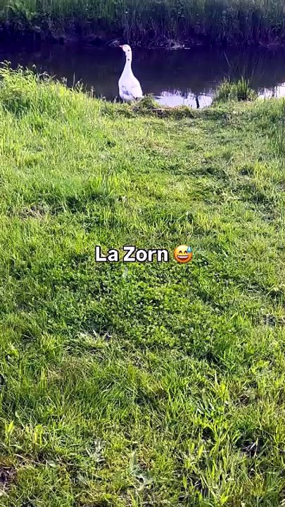 La Zorn  à Lutzelbourg. Ne pas trop s'approcher biensûr. #lutzelbourg #jar #oie #nature.mp4