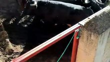 Los novillos ya están en los corrales de Cañada Honda