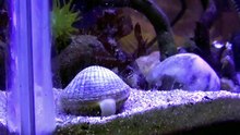 clam digs into sand timelapse