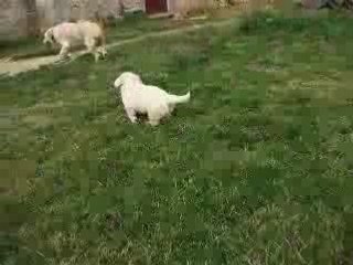 Film balou chiots nés le 08 05 08 (1)