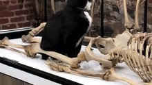 Conheça Bone Jovi, o felino que mantém o Museu dos Ossos em 'segurança'