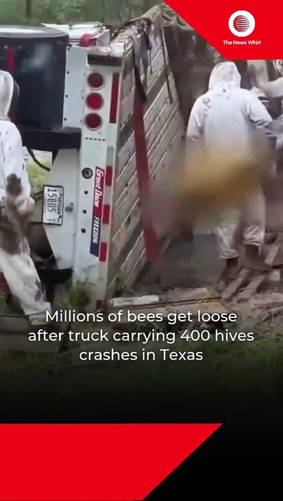 Millions of bees get loose