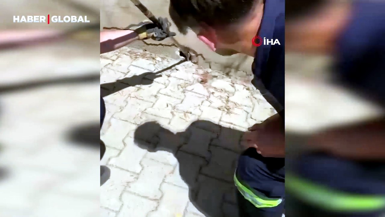 Eliyle yakaladığı yılan bacağını ısırdı: O anlar kamerada