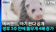[기업] 에버랜드, 아기 판다 공개...생후 3주 만에 몸무게 4배 증가 / YTN