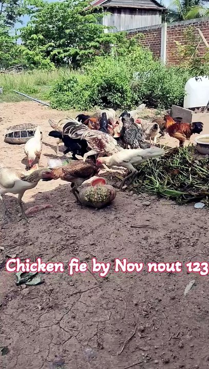Many flocks of chickens are eating natural food.Chicken fie by Nov nout 123