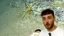 Une araignée GÉANTE dans l'océan ? #araignee #ocean #monstre #animaux #nature