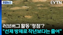 러브버그 활동 '정점'?..."선제 방제로 작년보다는 줄어" / YTN