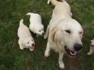 Film balou chiots nés le 08 05 08