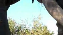 Incredible Safari Encounter Massive African Bull Elephant Walks Directly Up To Tourist Vehicle