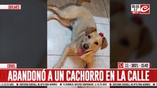 Vio cuando lo abandonaron en plena calle y le dio una segunda oportunidad