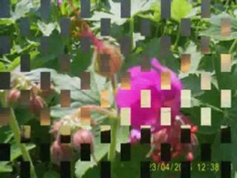 Moq Strana Moq Bulgaria