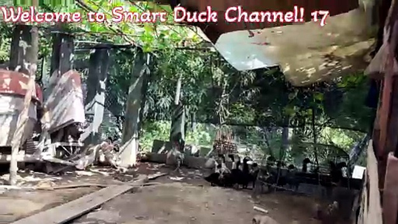 Watch a lively flock of ducks foraging for food.🦆 Welcome to Smart Duck Channel! 17