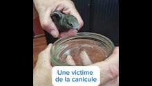 En Vendée, les oiseaux souffrent aussi de la canicule
