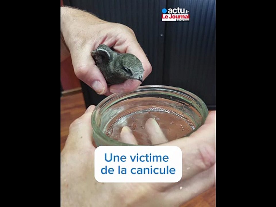 En Vendée, les oiseaux souffrent aussi de la canicule