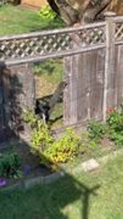 Black Bear Breaks Through Wooden Fence to Enter Garden