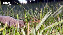 Que friage, piá! Sensação de -3°C em Cascavel marca amanhecer congelante; geada atinge a região