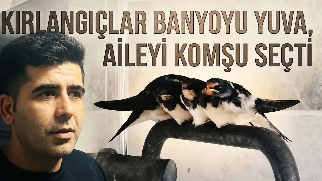 Banyoyu yuva yaptılar: Kırlangıçlar 7 yıldır evin misafiri