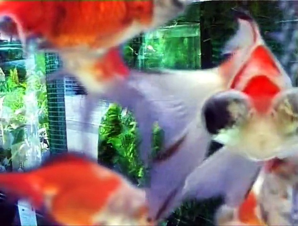 "The fighting fish"