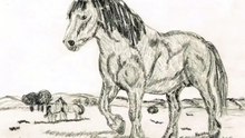 SERDAR ŞİMŞEK HORSE DRAWİNG