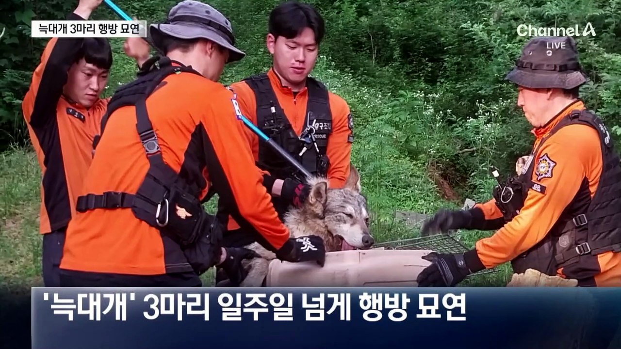 늑대개 농장 집단 탈출…3마리 행방 묘연