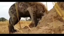 Batalha na Savana: Texugo-do-mel vs Hiena