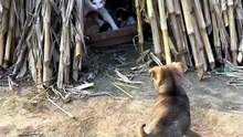 ​"Bro thought he was part of the litter 💀"