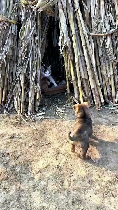 ​"Bro thought he was part of the litter 💀"