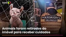 Polícia resgata 141 cães e gatos domésticos em situação de maus-tratos em São Paulo