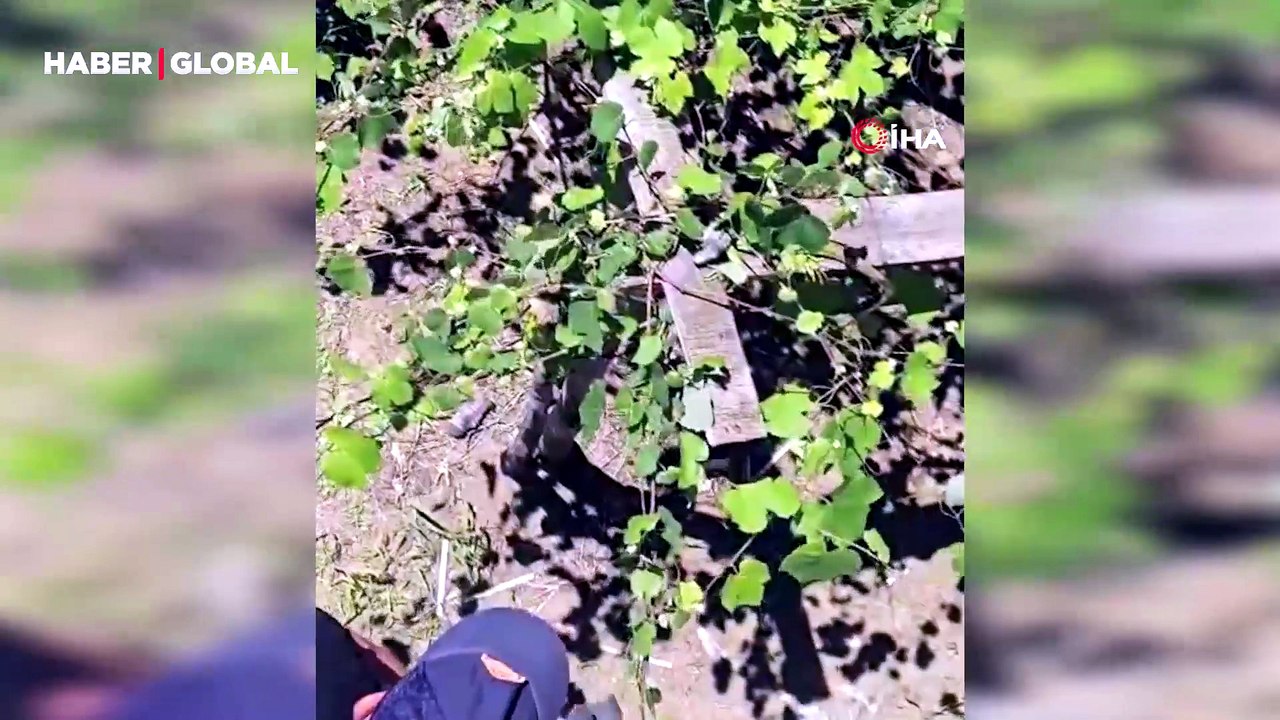 İtfaiyenin iguana mesaisi