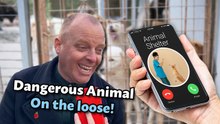 Prank Calling An Animal Shelter