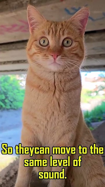 Did You Know Cats Can Rotate Their Ears 180*?