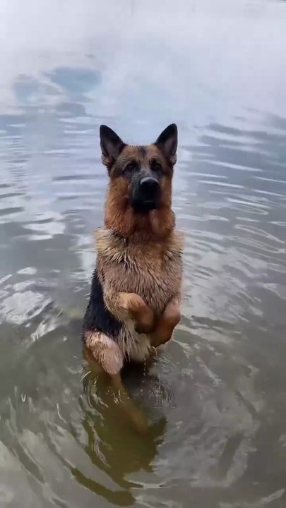 German Shepherd cute and funny😂😂😂😂😂😂😂😂folow me