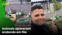 Grupo de gansos com bandeiras do Brasil viraliza após 'desfile' em bairro do Rio